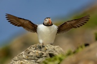 Papuchalk ploskozoby - Fratercula arctica - Atlantic Puffin 6918